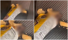 Un şoarece, „surpriza" găsită de o tânără într-o pungă de chipsuri